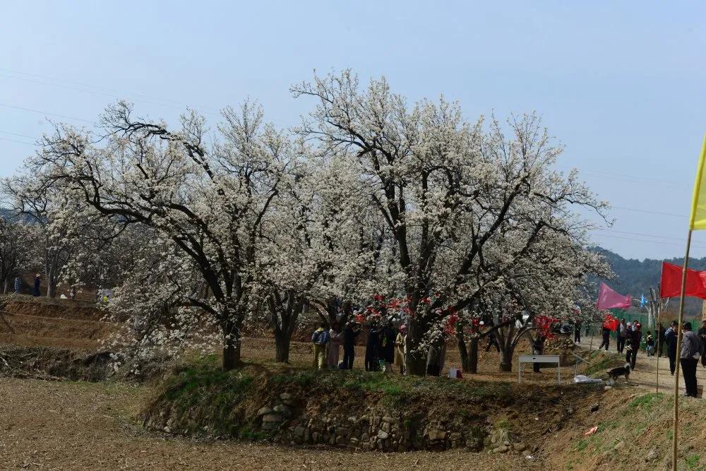 高平·寺庄第四届"梨花深处是我家"梨花节开幕
